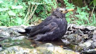 Amsel badet