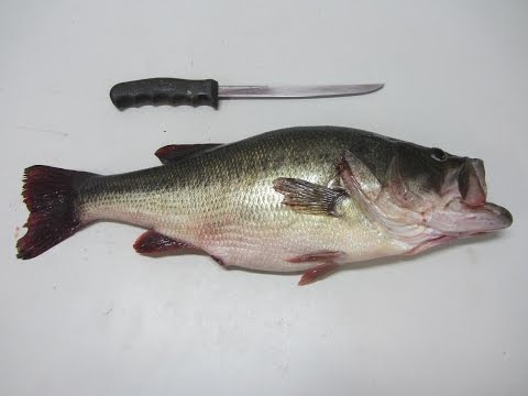HOW TO FILLET A BASS HOW TO FILLET A BASS