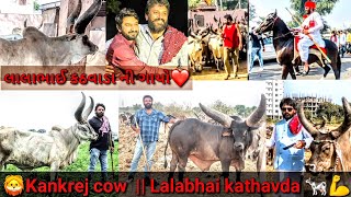 ||  Lalabhai kathavada Ni Kankrej Cow ||   #shorts #best #kankrej #cow #viral #video #maldhari