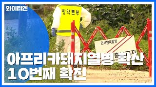 파주 파평면 아프리카돼지열병 10번째 확진 / YTN