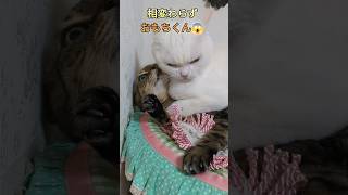 好き過ぎて強引なストーカーする猫　 #猫 #cat #保護猫