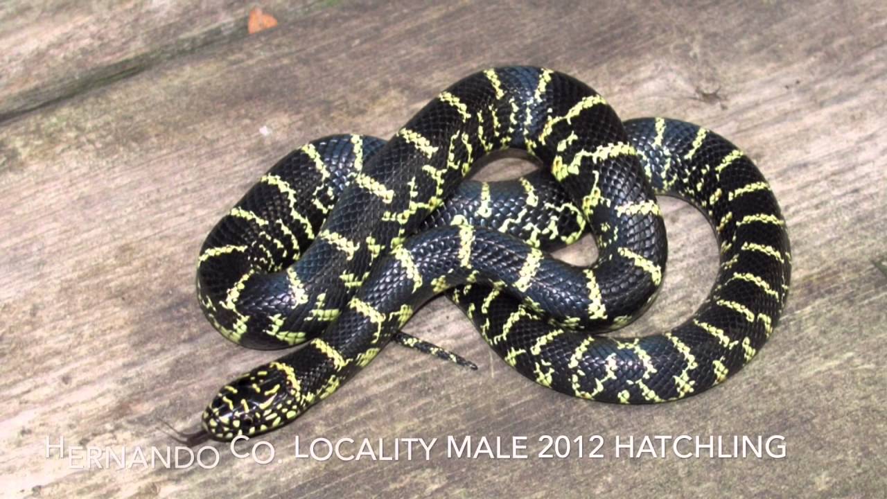 Florida Kingsnake Huge 2012! - YouTube