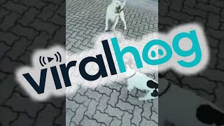 When Your Lab Takes Her Brother for a Walk || ViralHog