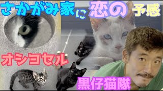 【初恋】さかがみ家に訪れた恋の予感！〜結局一番モテるのは誰?〜おし寄せる黒仔猫隊