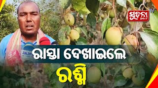 ଥାଇଲାଣ୍ଡ ବରକୋଳି ଚାଷ କରି ଚର୍ଚ୍ଚାରେ ରଶ୍ମିରଞ୍ଜନ