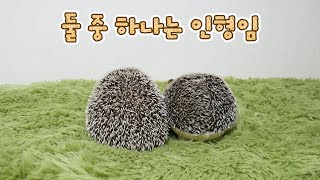 세상에 단 하나 밖에 없는 고슴도치 루비 인형 만들기! (Feat. 쥐작가)