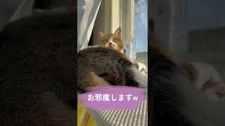 【猫の日向ぼっこ】#shorts #猫 #猫のいる暮らし #ぽんずさん