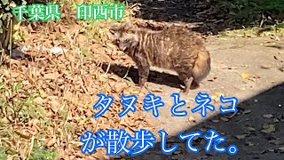 タヌキと睨み合い。タヌキと猫が仲良く散歩してた。千葉県印西市