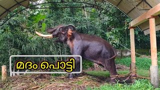 മദം പൊട്ടി