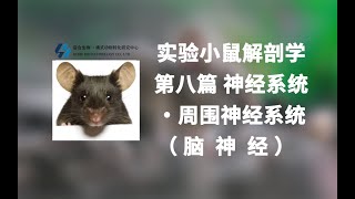 实验小鼠解剖学丨第八篇 神经系统·脑神经