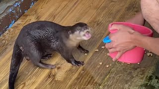 【桂浜水族館】コツメカワウソの王子パパのお食事タイム