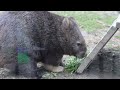 【wombat】ワイン庭でごはんを食べたウォンバットのユキちゃん 五月山動物園