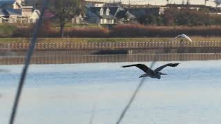 サギ_15_多摩川_Intermediate Egret_4K