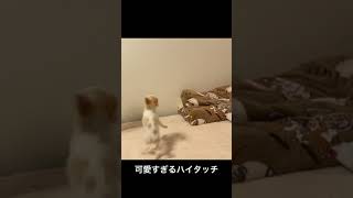 【超かわいい】勢いあり過ぎるハイタッチ芸を覚えた子犬５ヶ月のチワワ！【chihuahua】#shorts