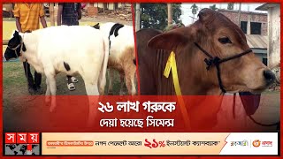 উন্নত জাতের বাছুর নিয়ে প্রদর্শনী দিতে ছুটে এসেছেন খামারিরা | Cow | Tangail News | Somoy TV