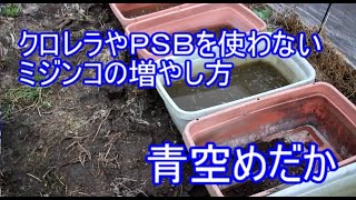 【青空めだか】クロレラやＰＳＢを使わずにミジンコを増やす方法。