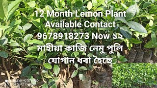 12 Month Lemon Plant Available Contact 9678918273 Now ১২ মাহীয়া কাজি নেমু পুলি যোগান ধৰা হৈছে