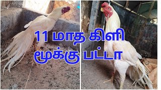 11 மாத கிளி மூக்கு பட்டா 11month parrot beak patta