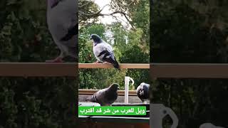 ويل للعرب من شر قد اقترب