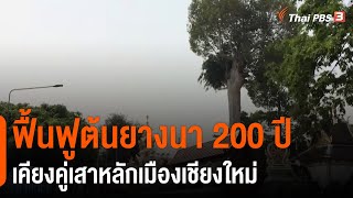 ฟื้นฟูต้นยางนา 200 ปี เคียงคู่เสาหลักเมืองเชียงใหม่ (26 มี.ค. 64)