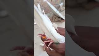 Apna Shouq Apne kabootar Subscribirme And Like Share #Kabootar #Pigeon #kabutar #bird