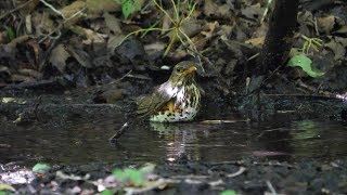 山中湖 大洞の泉のクロツグミ（雌）の水浴び　その２１（4K60P動画）