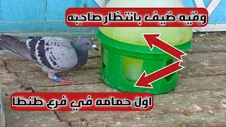 محطه نجع حمادي محطه ناشفه علي مستوي الجمهوريه وربنا يوفق الجميع (لحظه وصول الحمام الزاجل)