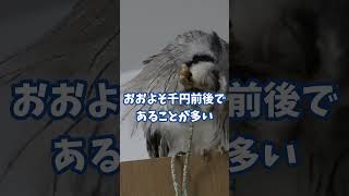 動物病院にかかるお金