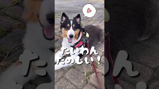 🐶 朝5時、台湾での散歩を楽しむシェルティー！(Sheltie enjoying morning stroll in Taiwan)