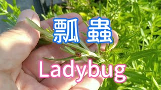 永續花園？瓢蟲吃蚜蟲，螳螂也來了！