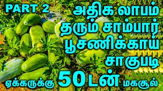 ஏக்கருக்கு 50 டன் மகசூல் அதிக லாபம் தரும் சாம்பார் பூசணிக்காய் || Cultivation of Sambar Pumpkin | P2