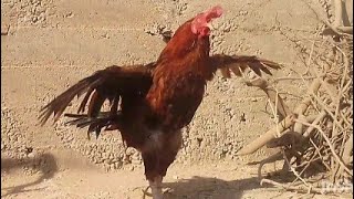 Beautiful Aseel Murga Azan 🐓🧐 Aseel Rooster A Quality birds