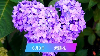 ６月３日 　（今日は何の日、脳トレ、今日の誕生花）