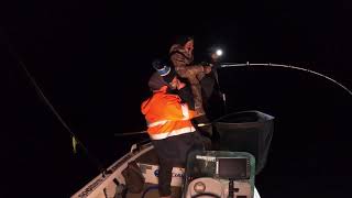My first metre Murray cod