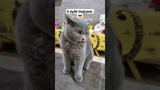 KEDILER 6 AYDA NE KADAR BÜYÜR.  #kediler #britishshorthair #kedilerindünyası #evkedisi #shorts