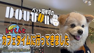 【ぽめちわ】レイくんとドトール☕️ドッグカフェで休日の朝食