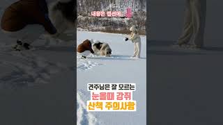 눈올때 강쥐 산책 주의사항