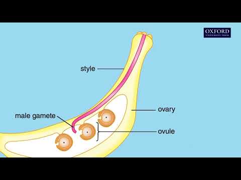 What stimulates the pollen to grow?