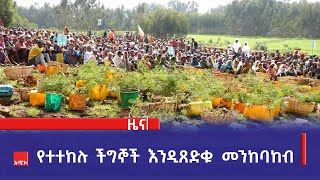 የተተከሉ ችግኞች እንዲጸድቁ መንከባከብ