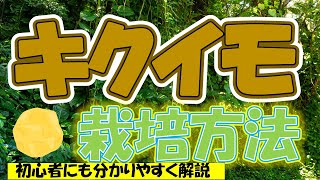 【キクイモ育て方】簡単！手軽に育てられる健康野菜【0から農業塾】