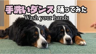 【手洗いダンス】Wash your hands踊ってみた【ドッグダンス？】