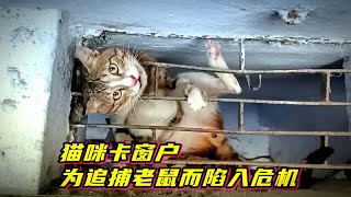 猫咪为民除害！却卡进窗户无法自救，幸亏善良人士及时救援