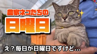 【日曜日の農家ネコたちの生活】ネコは毎日が日曜日🐈‍⬛🐈