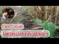 Tumpang sari tanaman jagung dan cabai yang benar