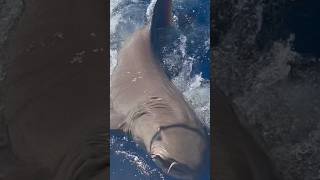 Catching a HUGE Nurse Shark in Florida!🦈🦈