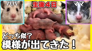 赤ちゃんハムスター。あの、これって明らかに・・・。生後3-4日【くっそ可愛い】