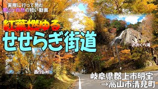 実際に行って見た美しい自然の動画（せせらぎ街道）岐阜県郡上市～高山市清見町