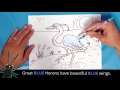 how to draw a great blue heron time lapse