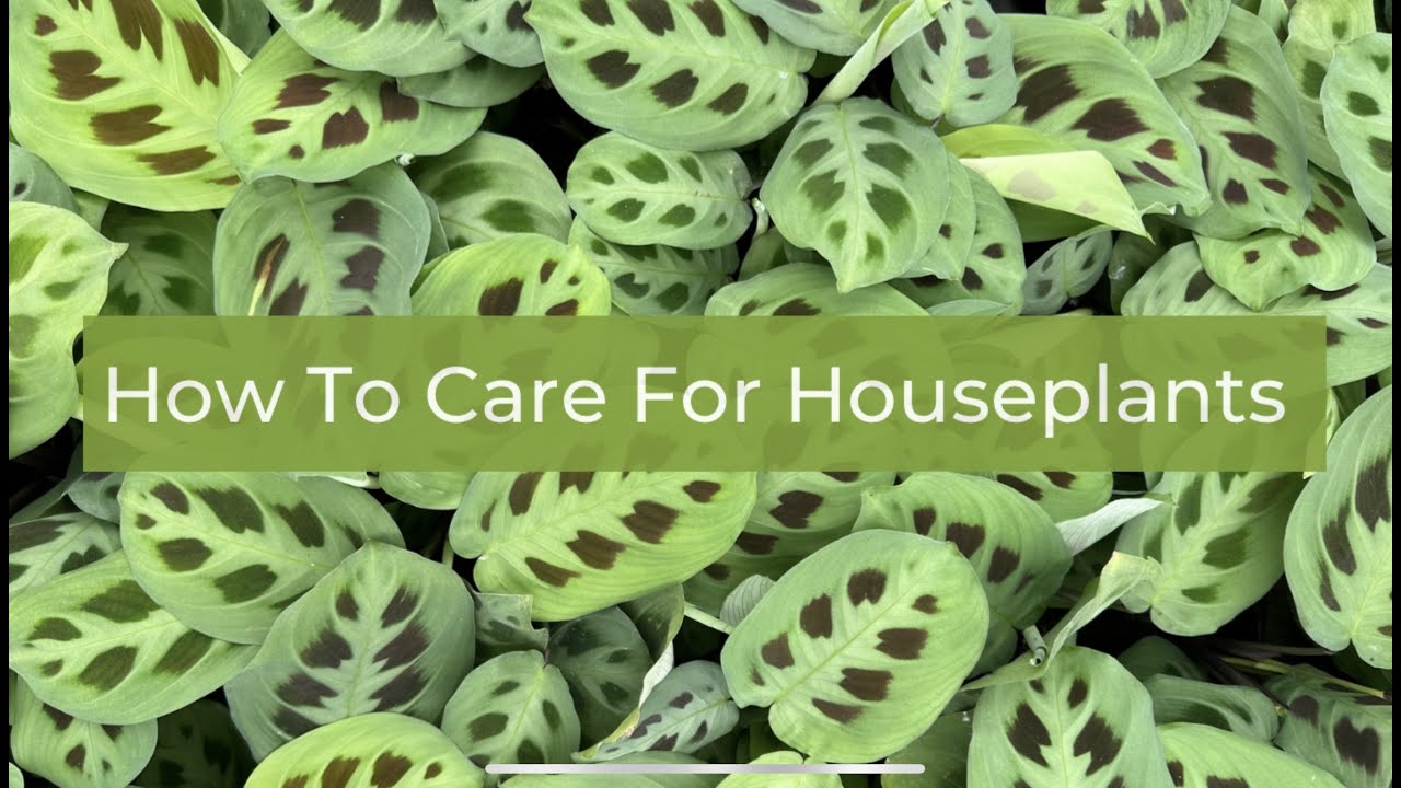 Houseplants Youtube