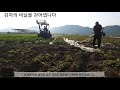 12. 감자수확을 위해 감자줄기 파쇄하고 비닐을 걷어냅니다 korean farm